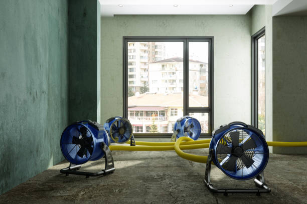Best Carpet water damage restoration  in New Haven, WV
